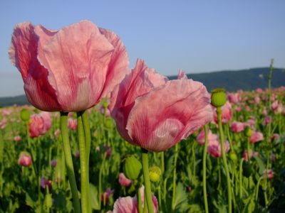 Mohnblüte Meißner im GEO-NATURPARK FRAU HOLLE-LAND