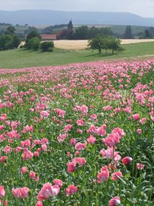 Mohnblüte Meißner