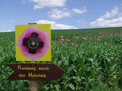 Mohnblüte im GEO-NATURPARK FRAU HOLLE-LAND