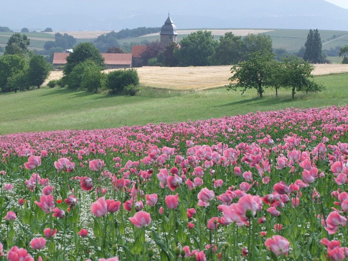 GrimmHeimat NordHessen - Mohnblüte Meissner