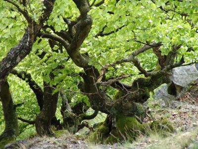Urwaldrelikte am Hagenstein im Nationalpark Kellerwald-Edersee