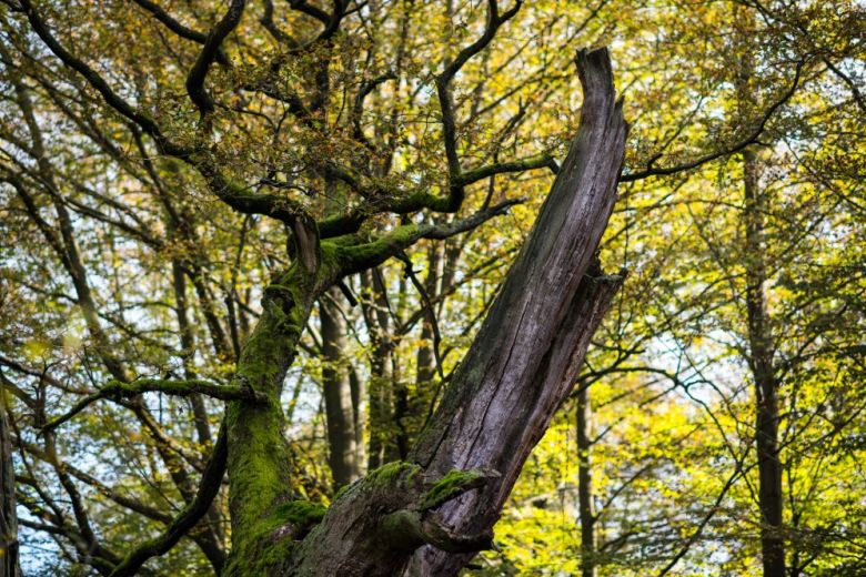 GrimmHeimat NordHessen - Reinhardswald - Urwald