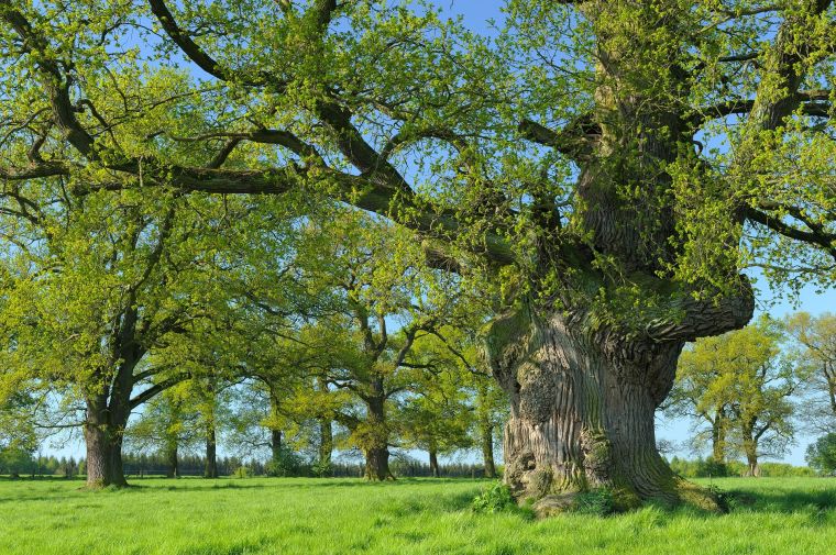 Hute-Eichen im Naturpark Reinhardswald